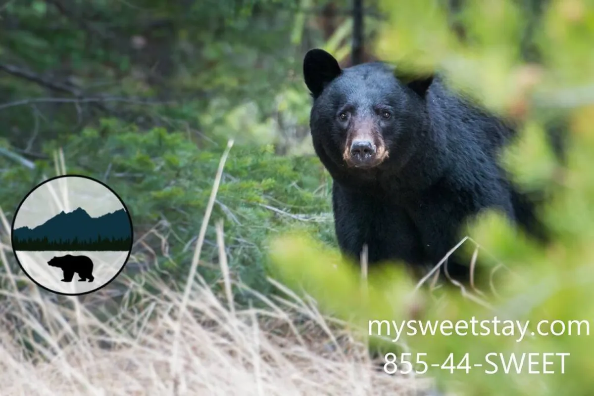 This exterior image features a black bear roaming amidst lush greenery and natural surroundings, hinting at the adventurous spirit and outdoor opportunities available in the area. The setting evokes a sense of exploration and connection to nature, with trees and undergrowth creating a scenic backdrop.